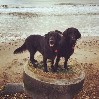 Friendly Dog Club gallery image