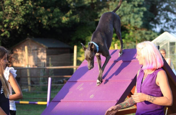 Friendly Dog Club gallery image