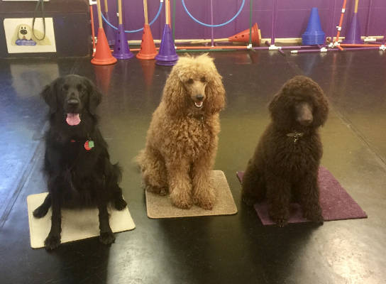 Friendly Dog Club gallery image