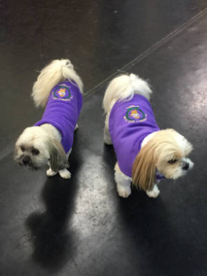 Friendly Dog Club gallery image