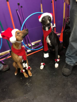 Friendly Dog Club gallery image