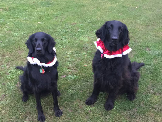 Friendly Dog Club gallery image
