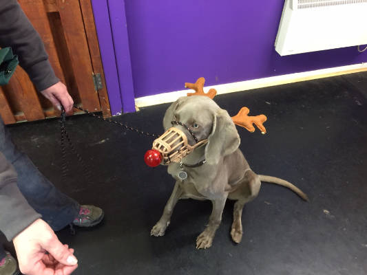 Friendly Dog Club gallery image