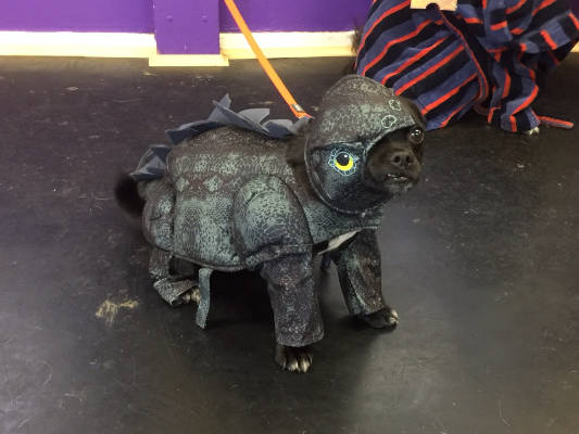 Friendly Dog Club gallery image
