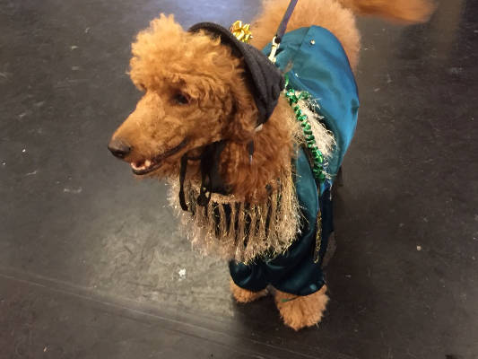 Friendly Dog Club gallery image