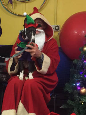 Friendly Dog Club gallery image
